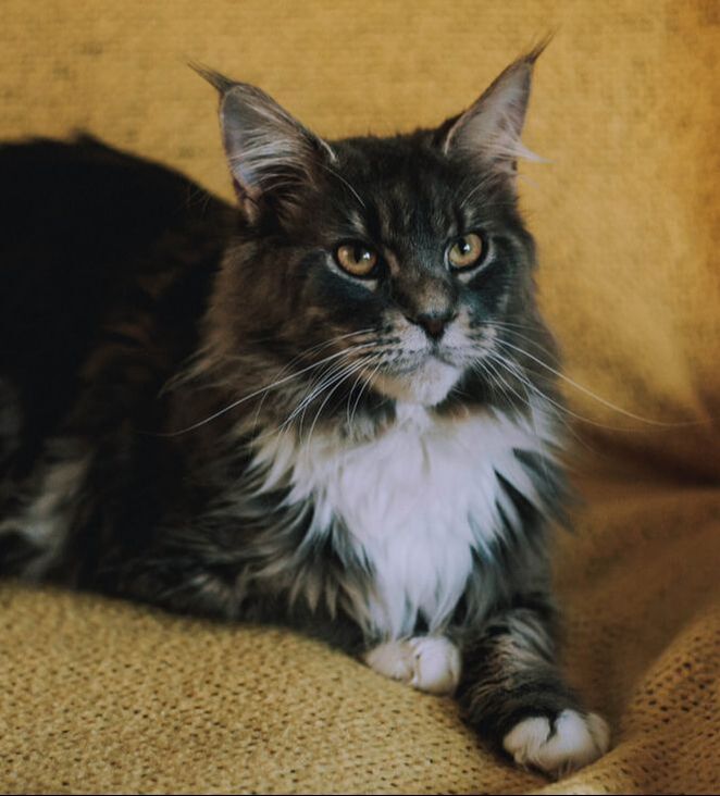 Olympic Coons - Kittens! - Olympic Coons - Maine Coons Cats in Port ...